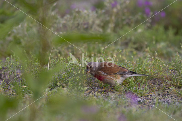 Kneu (Carduelis cannabina)