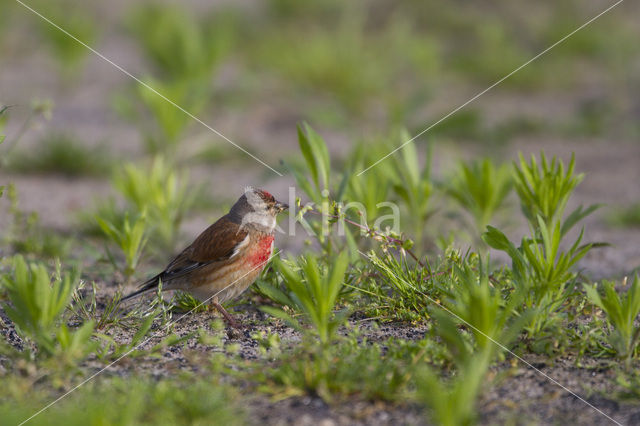 Kneu (Carduelis cannabina)