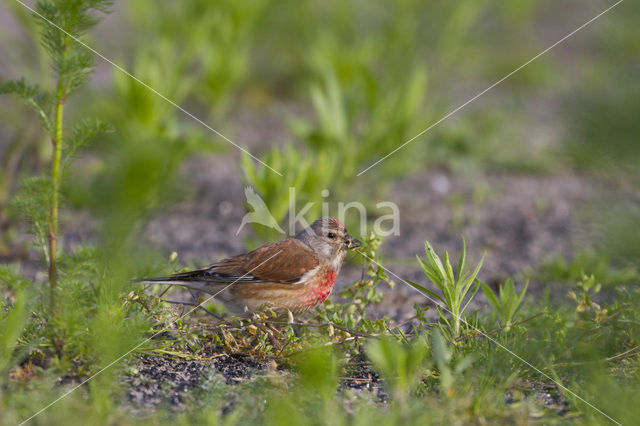 Kneu (Carduelis cannabina)