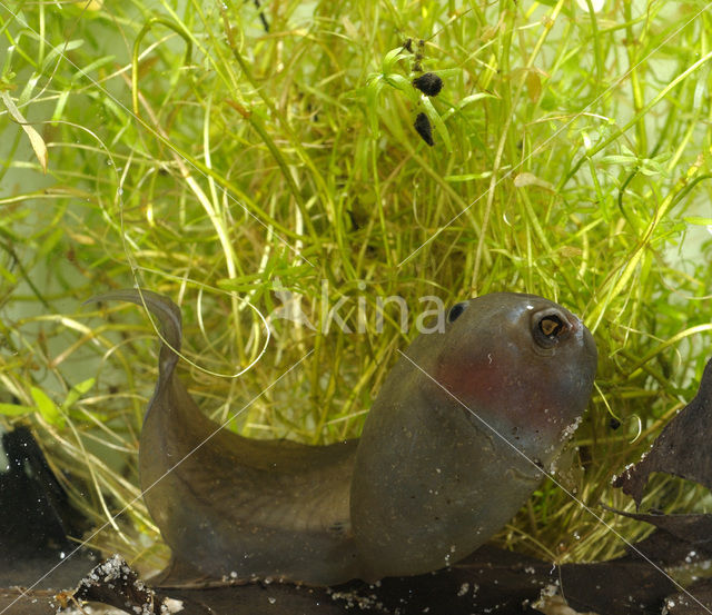 Knoflookpad (Pelobates fuscus)