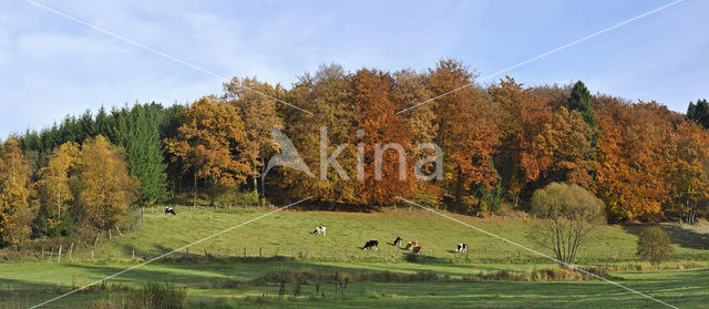 Koe (Bos domesticus)