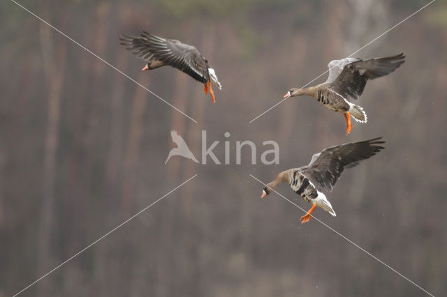 Kolgans (Anser albifrons)