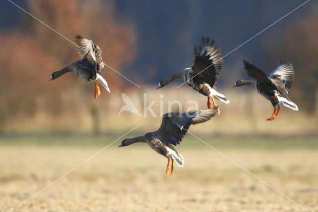 Kolgans (Anser albifrons)