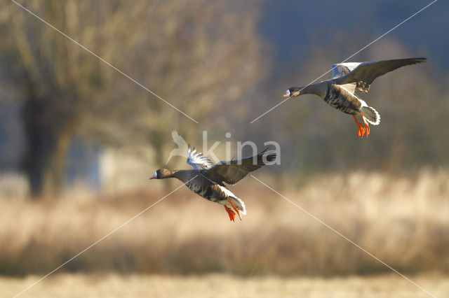 Kolgans (Anser albifrons)