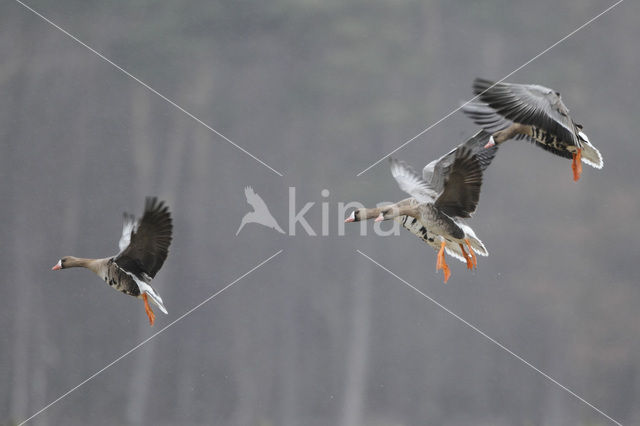 Kolgans (Anser albifrons)