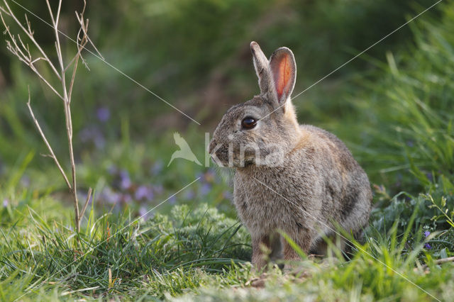 Konijn (Oryctolagus cuniculus)