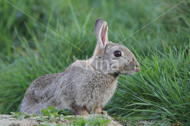 Konijn (Oryctolagus cuniculus)