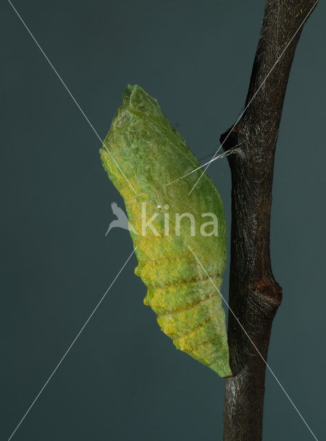 Koninginnepage (Papilio machaon)