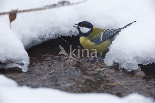 Koolmees (Parus major)