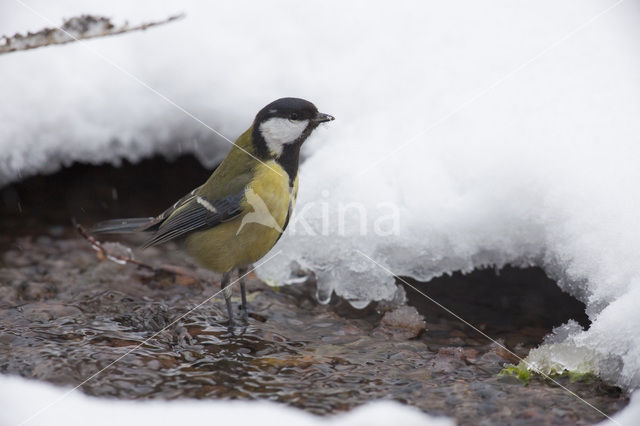 Koolmees (Parus major)