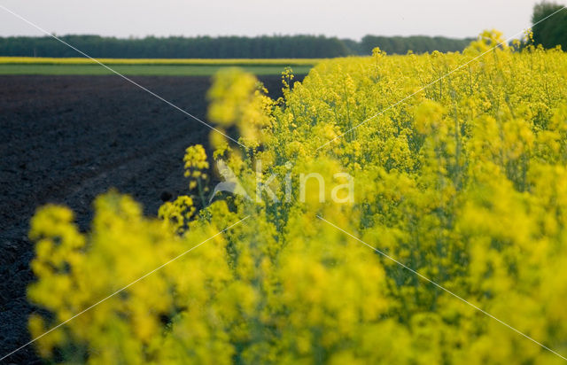 Koolzaad (Brassica napus)