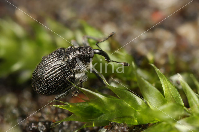 Koolzaadsnuitkever (Ceutorhynchus assimilis)