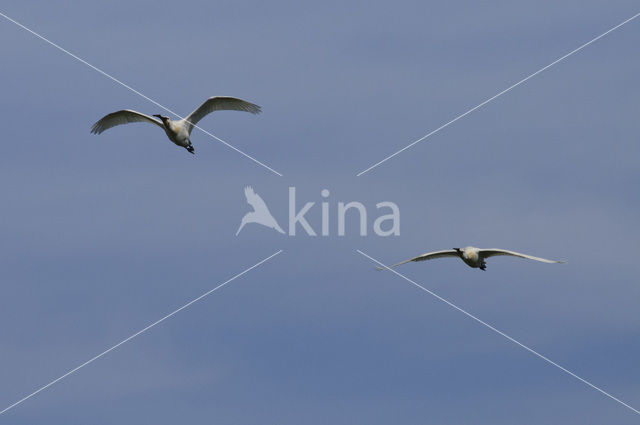 Lepelaar (Platalea leucorodia)