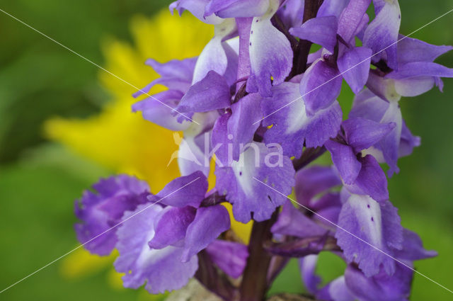 Mannetjesorchis (Orchis mascula)