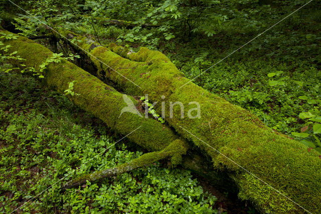 Mazury