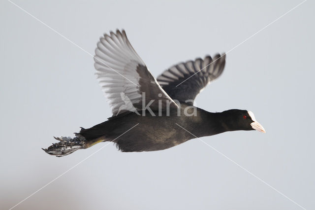 Common Coot (Fulica atra)