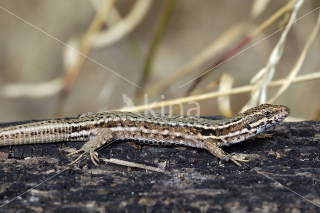 Muurhagedis (Podarcis muralis)