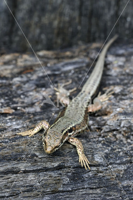 Muurhagedis (Podarcis muralis)