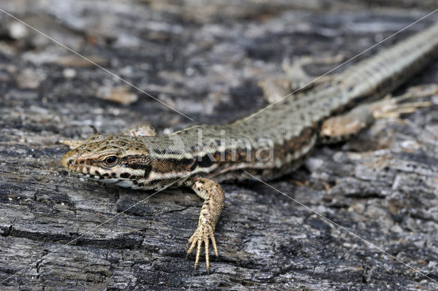 Muurhagedis (Podarcis muralis)