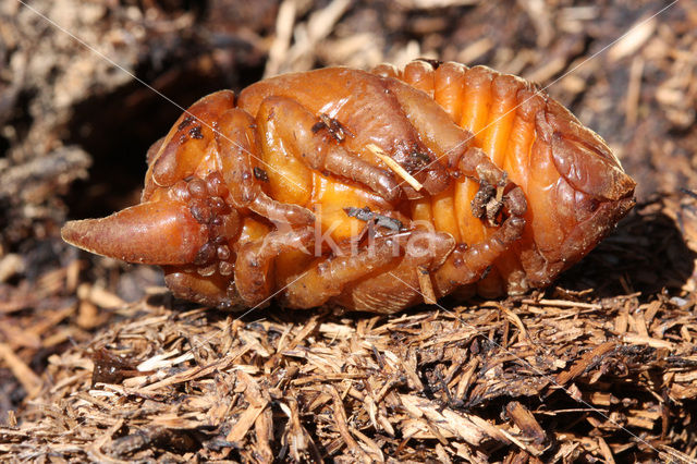 Neushoornkever (Oryctes nasicornis)