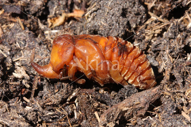 Neushoornkever (Oryctes nasicornis)