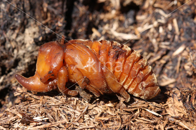 Neushoornkever (Oryctes nasicornis)