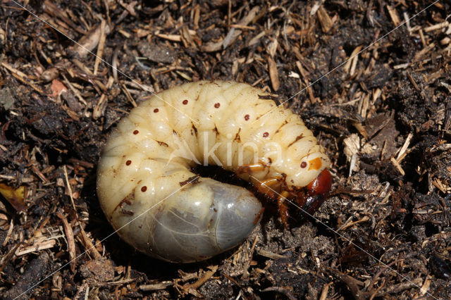 Neushoornkever (Oryctes nasicornis)