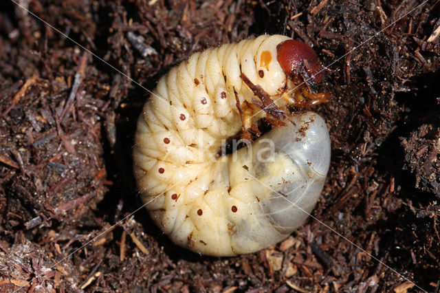 Neushoornkever (Oryctes nasicornis)