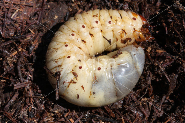 Neushoornkever (Oryctes nasicornis)