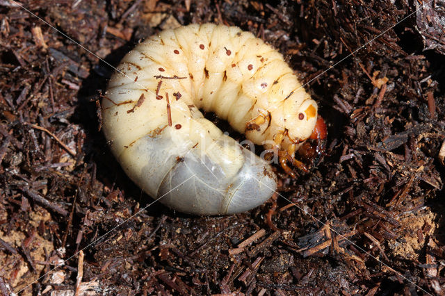 Neushoornkever (Oryctes nasicornis)