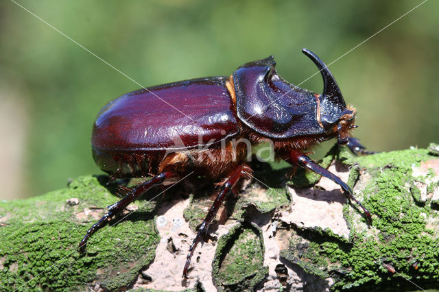 Neushoornkever (Oryctes nasicornis)