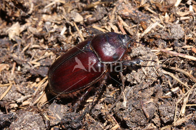 Neushoornkever (Oryctes nasicornis)