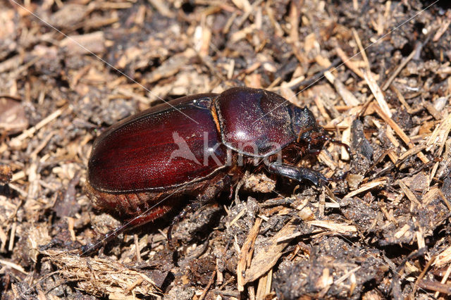 Neushoornkever (Oryctes nasicornis)