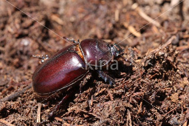 Neushoornkever (Oryctes nasicornis)