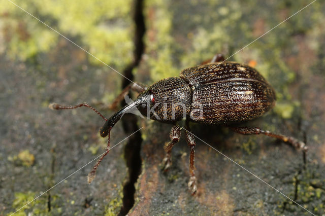 Notaris acridula