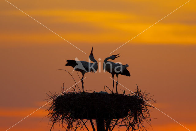 Ooievaar (Ciconia ciconia)