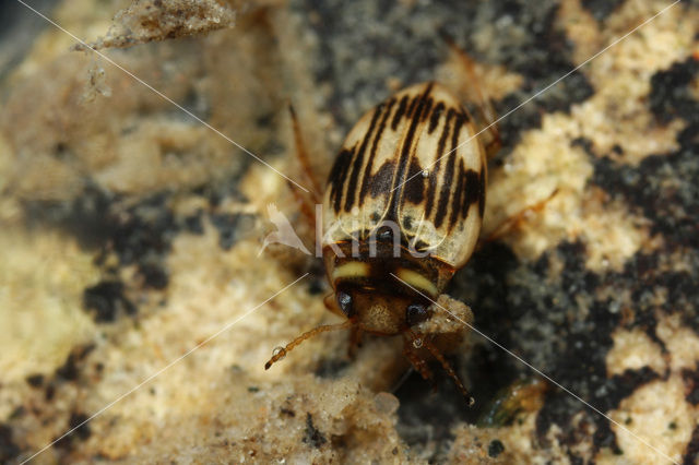 Oreodytes sanmarkii