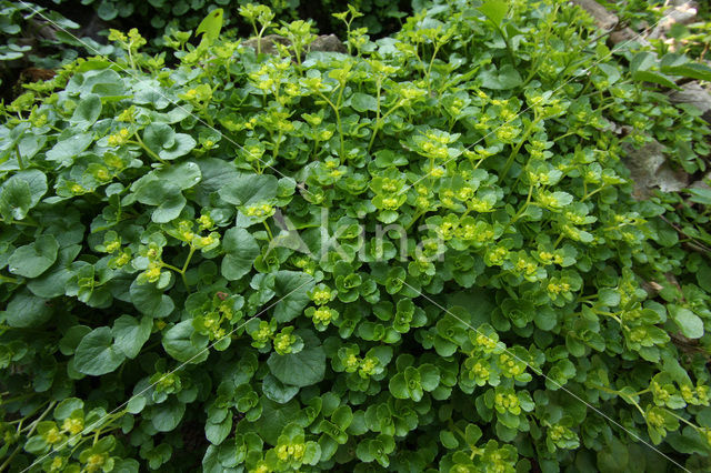 Opposite-leaved Golden Saxifrage (Chrysosplenium oppositifolium)