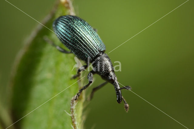 Perapion violaceum