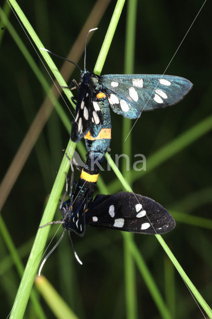 Phegeavlinder (Amata phegea)