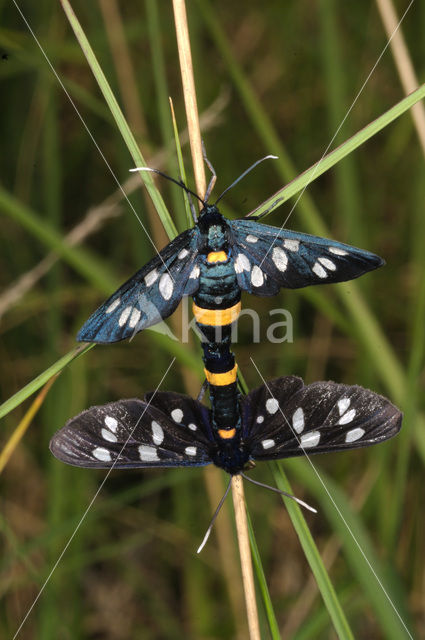 Phegeavlinder (Amata phegea)