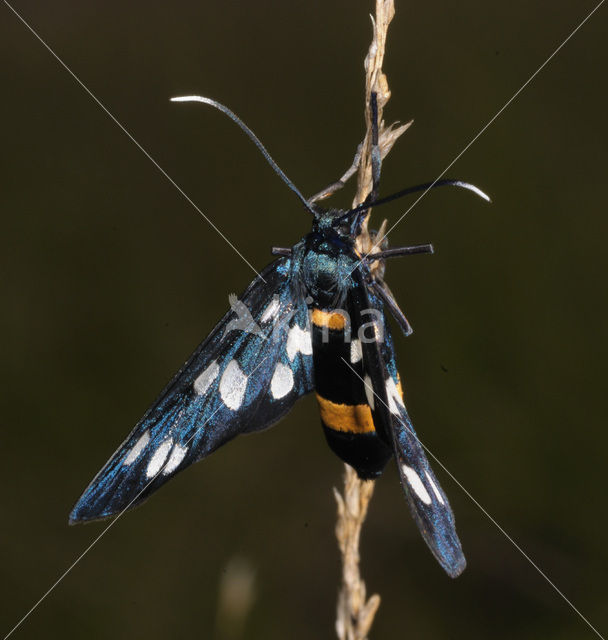 Phegeavlinder (Amata phegea)