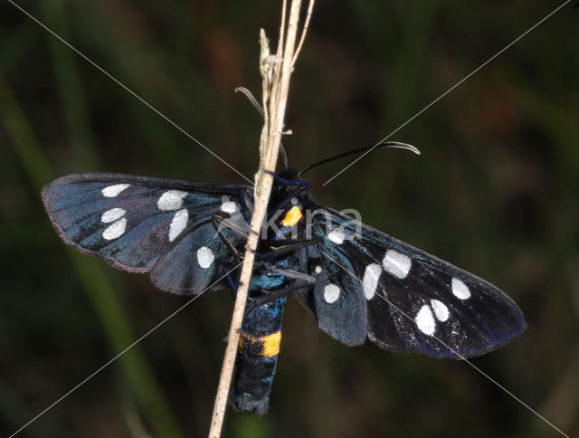 Phegeavlinder (Amata phegea)