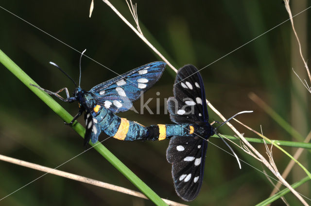 Phegeavlinder (Amata phegea)