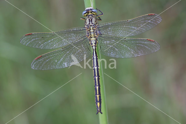 Plasrombout (Gomphus pulchellus)