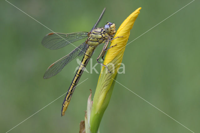 Plasrombout (Gomphus pulchellus)