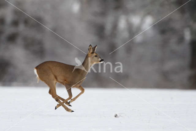 Ree (Capreolus capreolus)