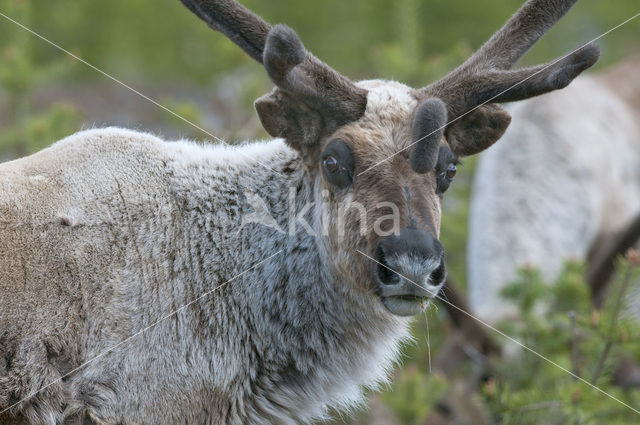 Rendier (Rangifer tarandus)