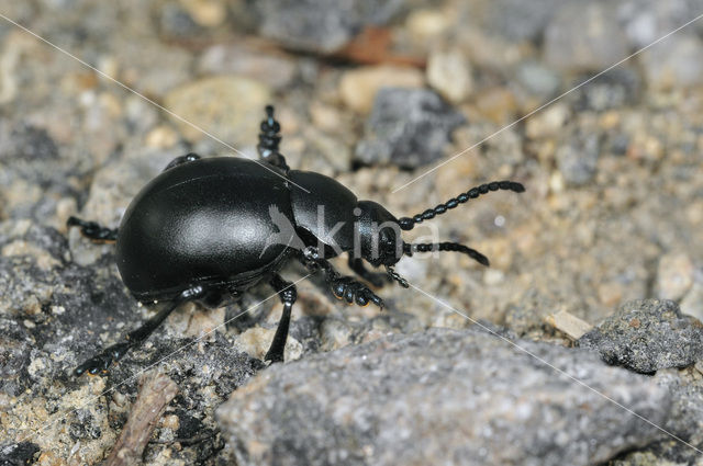 Reuzengoudhaan (Timarcha tenebricosa)