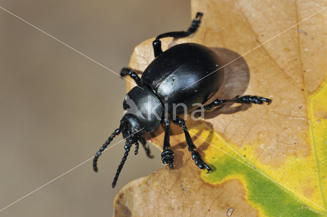 Reuzengoudhaan (Timarcha tenebricosa)